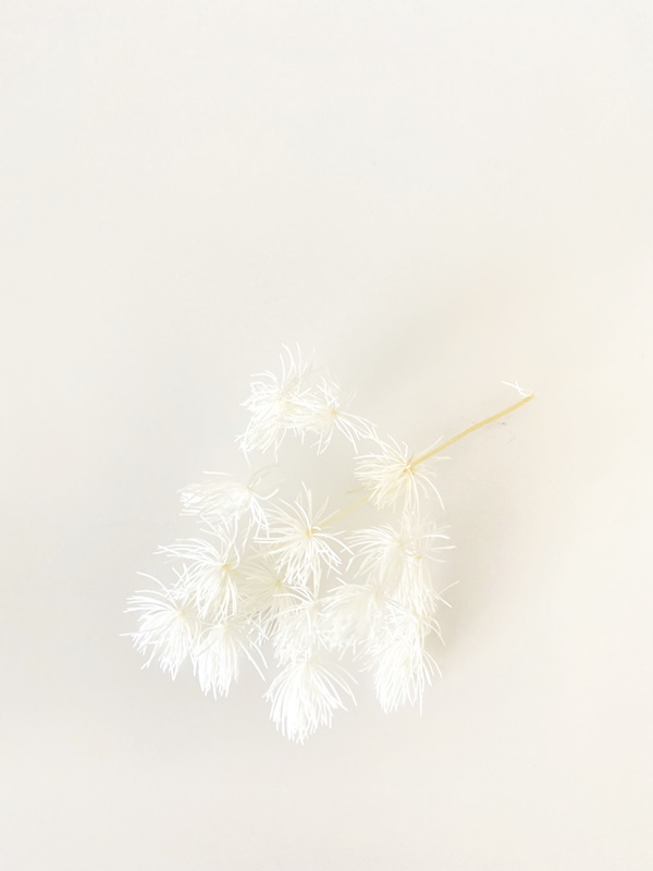 

Asparagus stabilizowany bielony Miła Odmiana