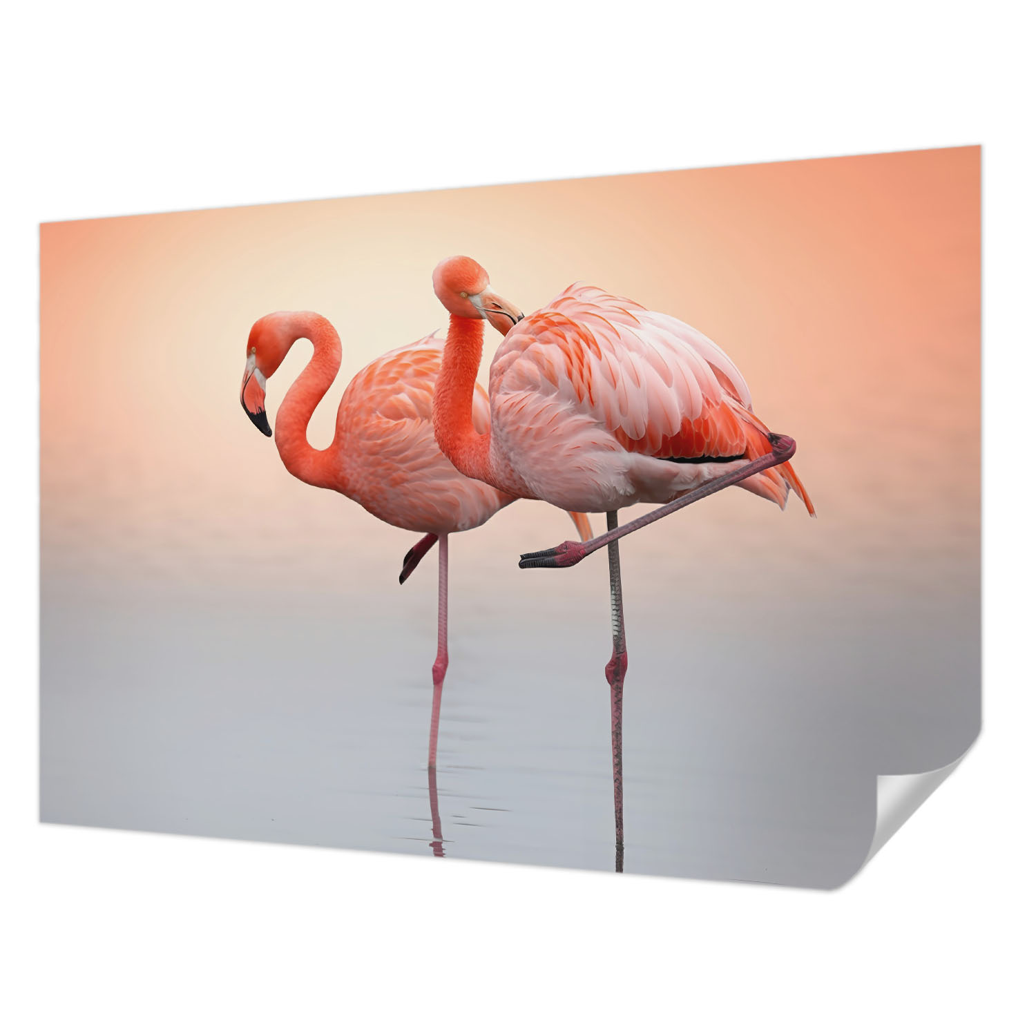 Fototapeta Samolepicí Expresní obnova Jemné Plameňáci 152 x 104 cm