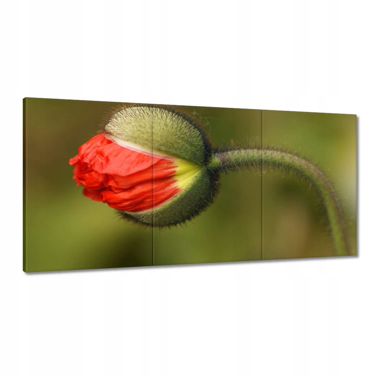 Obrazy 180x90 Mak Maky Kvety