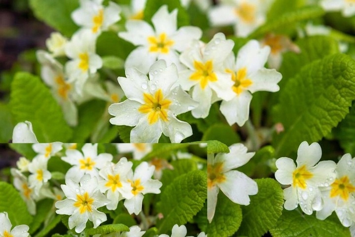 Pierwiosnek biały p9-1039