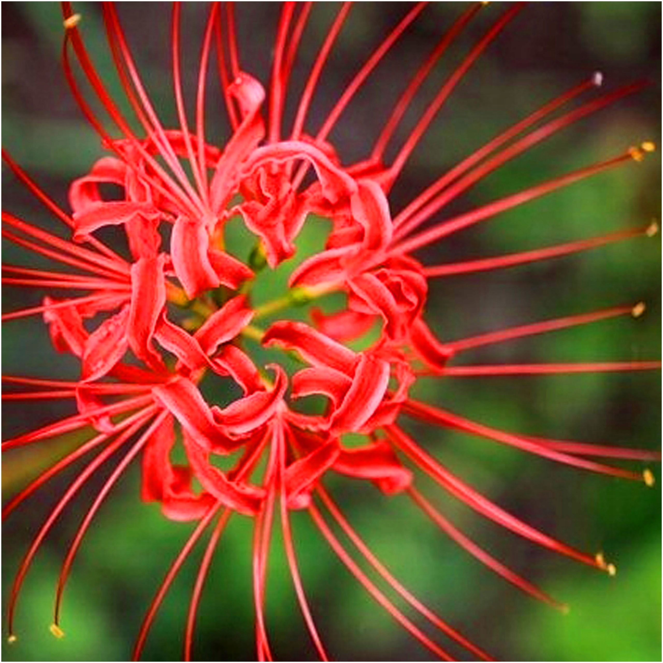 LILIA PAJĘCZA Czerwona LYCORIS RADIATA SYMBOL KOREI cebulki 1 szt + GRATIS