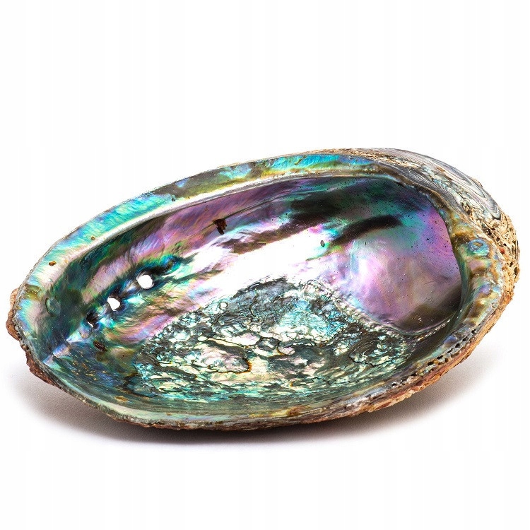 

Muszla Abalone Podstawka Palo Santo Szałwia 14cm