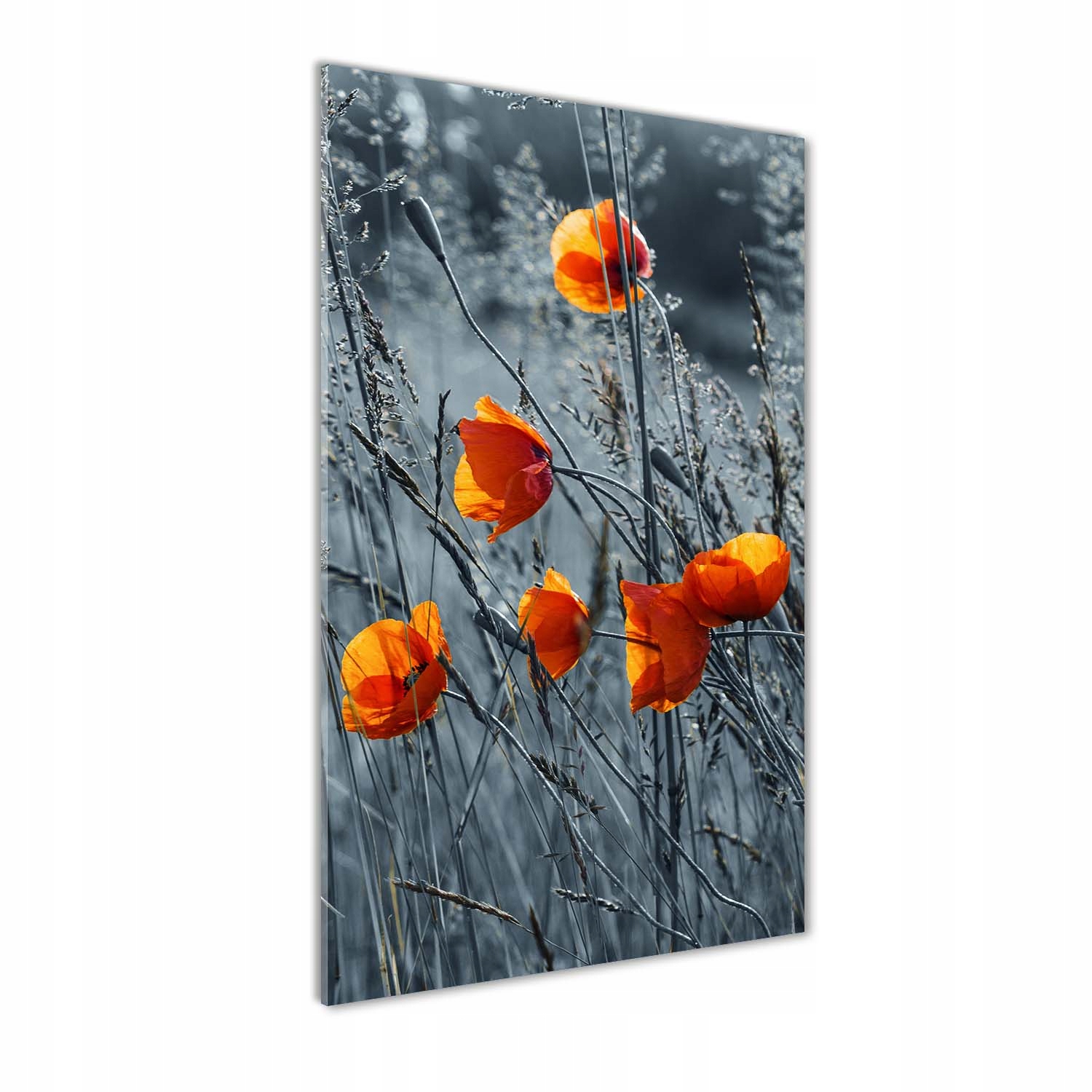 

Foto obraz szkło hartowane Polne maki 50x100 cm