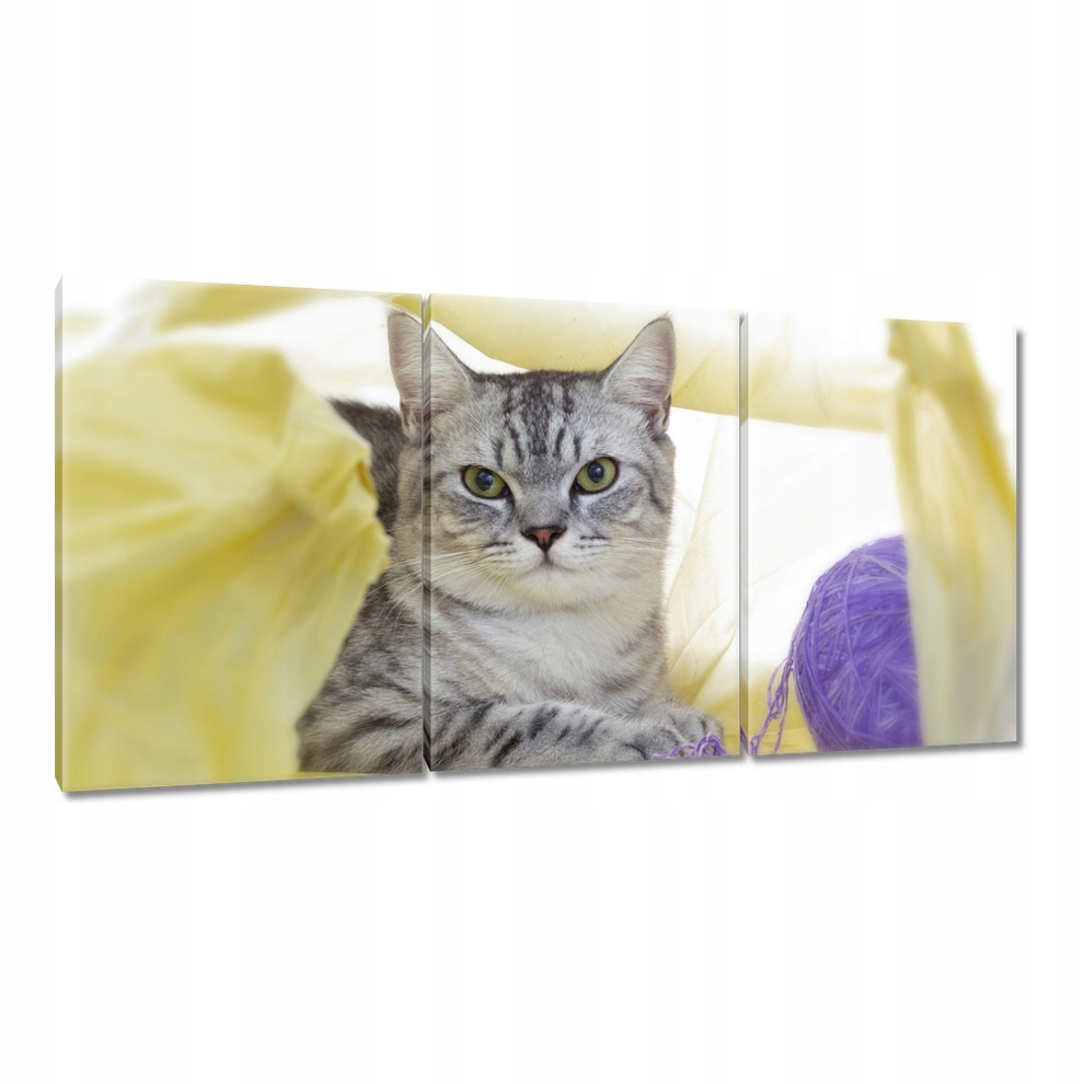 

Obrazy 120x60 Kot Kotki Koty Kicia