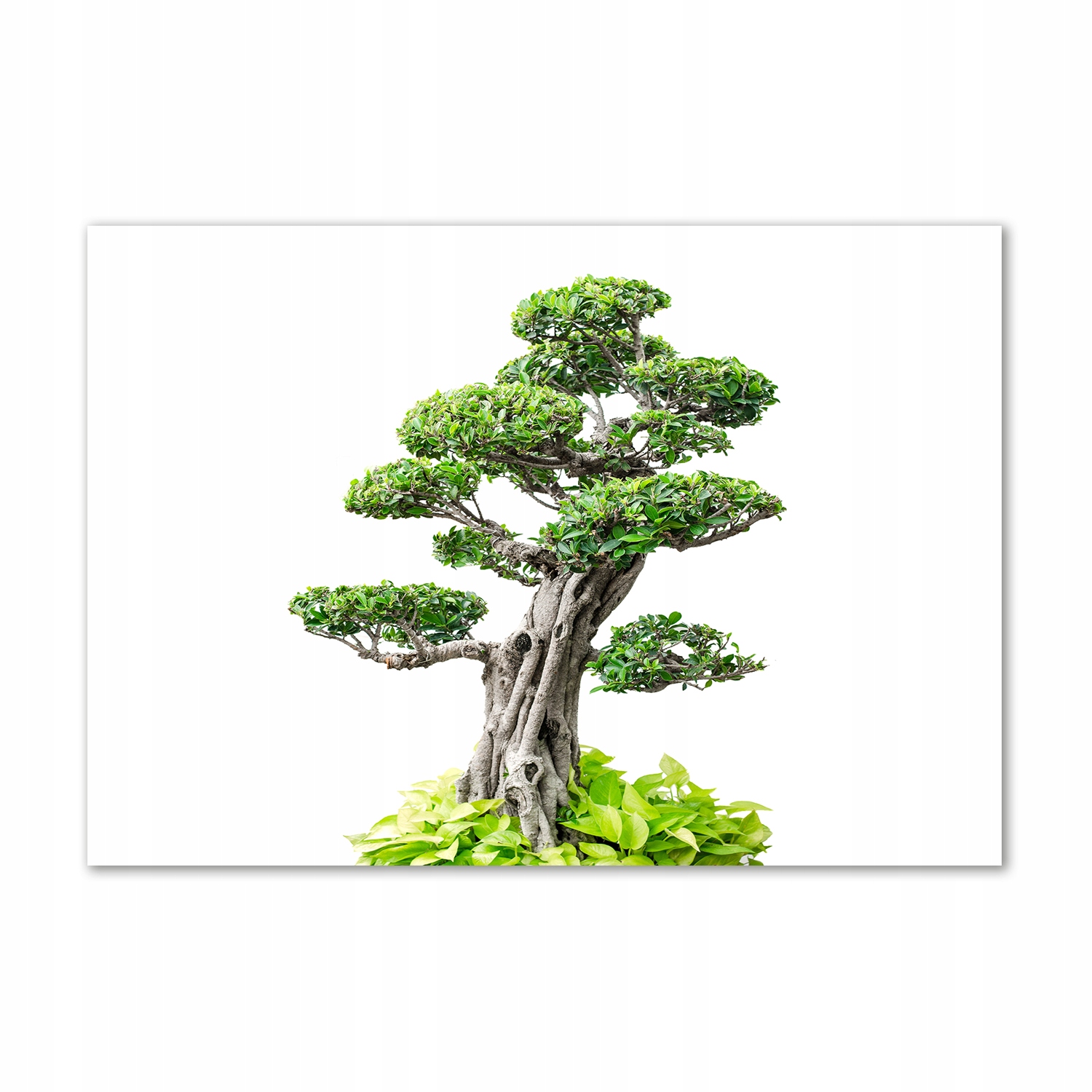 

Obraz zdjęcie szkło akryl Drzewo bonsai 100x70 cm