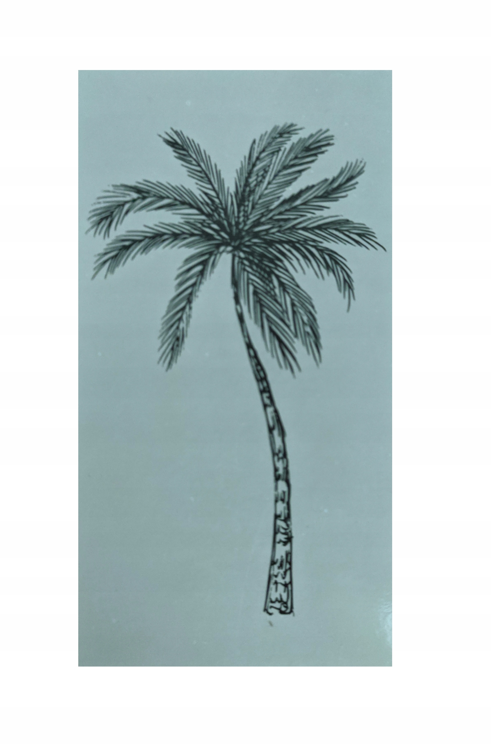 Plážový Ručník Bavlněný Bílý S Palmami Na Lehátko Hammam 90 x 170 cm 201
