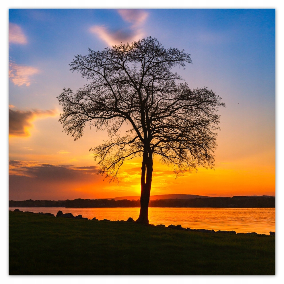 

Fototapety flizelina 208x208 Drzewo Zachód Słońca