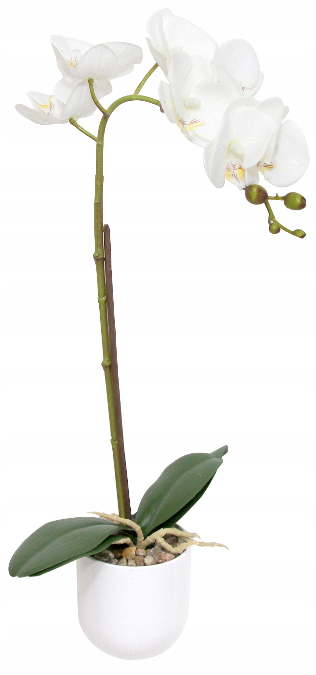 kwiat storczyk w doniczce 50cm — 8
