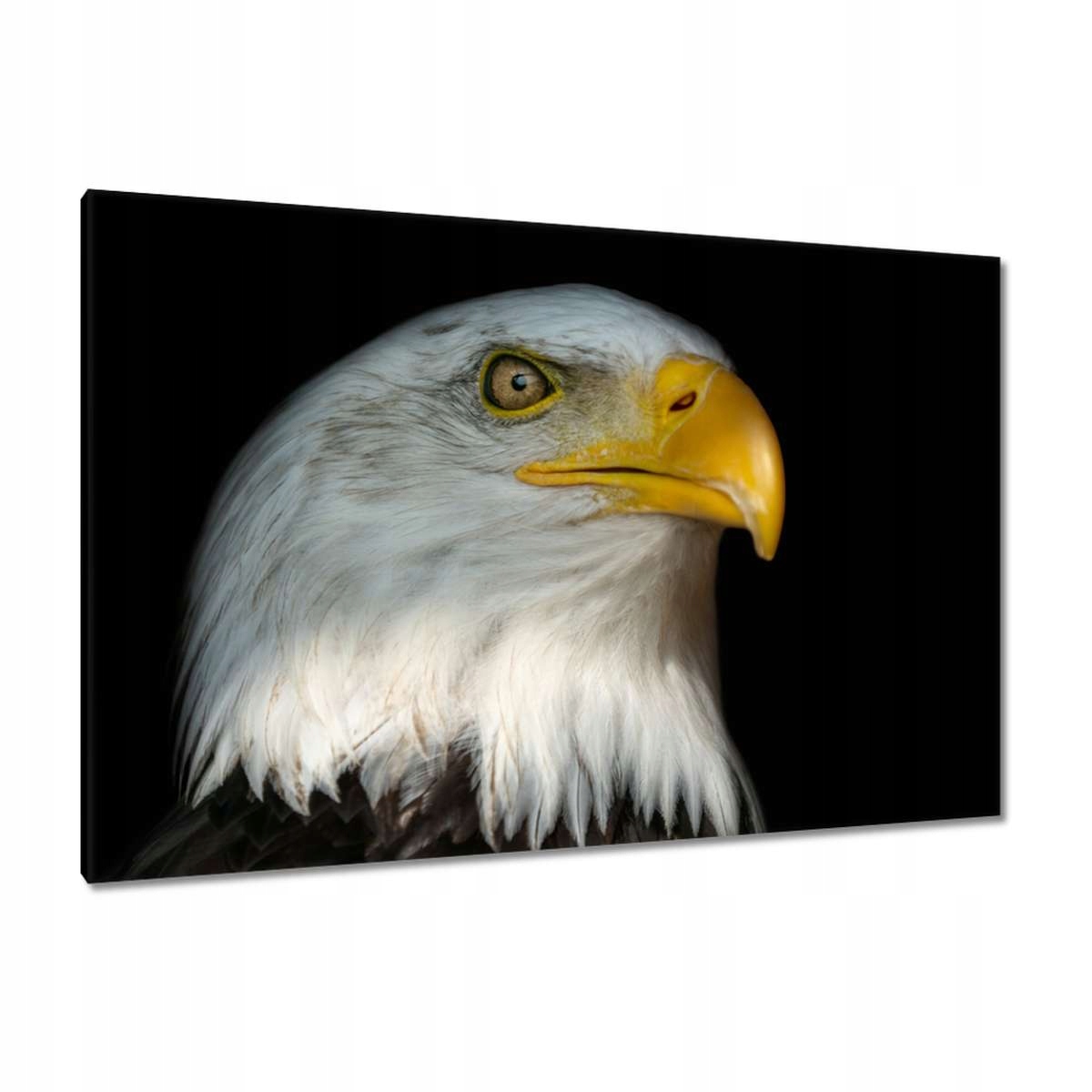 Obrazy 120x80 Bielik americký pták