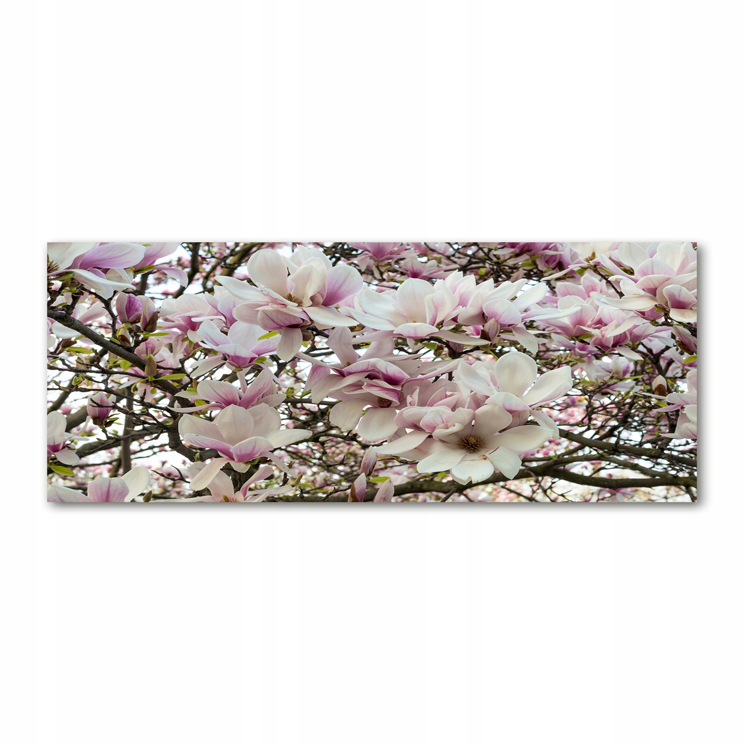

Foto obraz akryl zdjęcie Kwiaty magnolii 125x50 cm