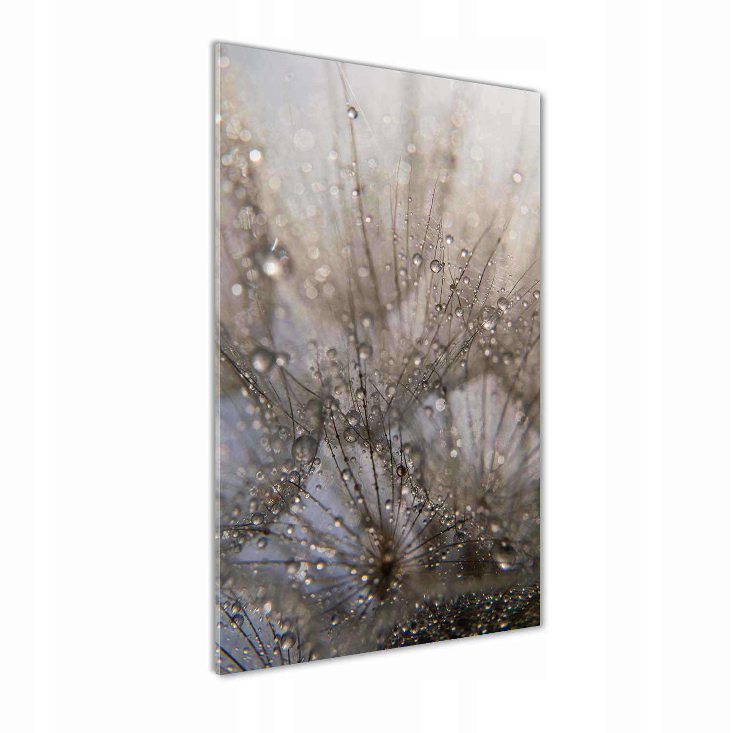 

Foto obraz akrylowy Nasiona dmuchawca 60x120 cm