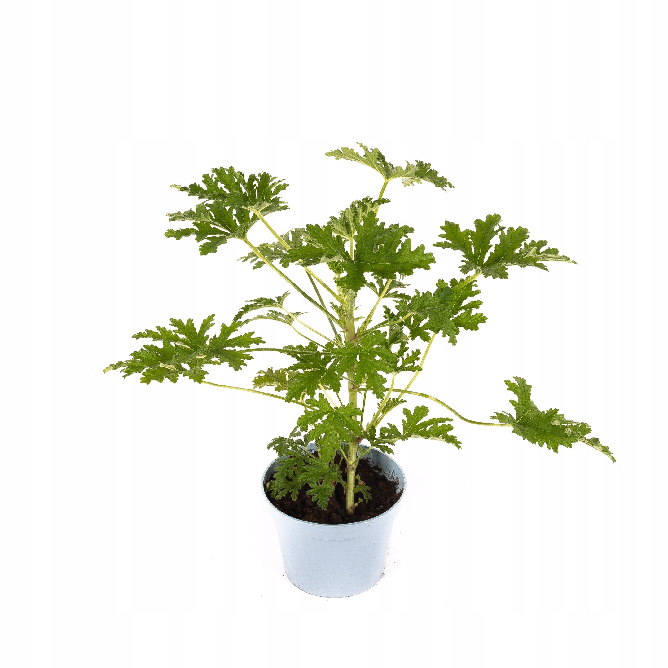 Geranium Anginka ROŚLINA LECZNICZA DUŻE SADZONKI W DONICACH P13 • Cena