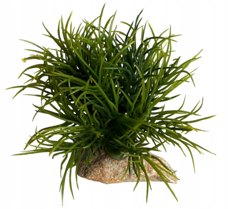 

roślinka do akwarium Kulka St