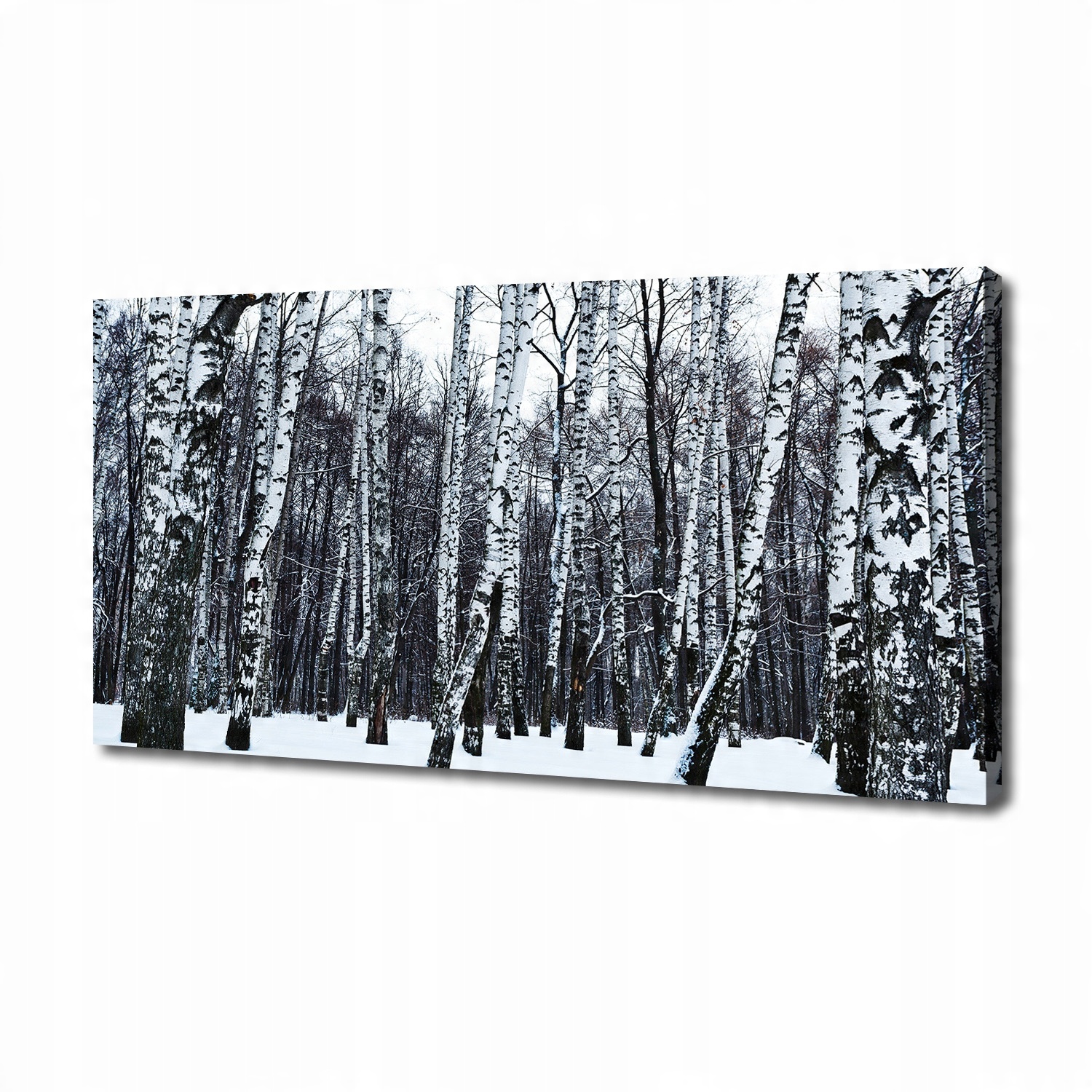 

Foto obraz canvas na ścianę Brzozy zimą 140x70 cm
