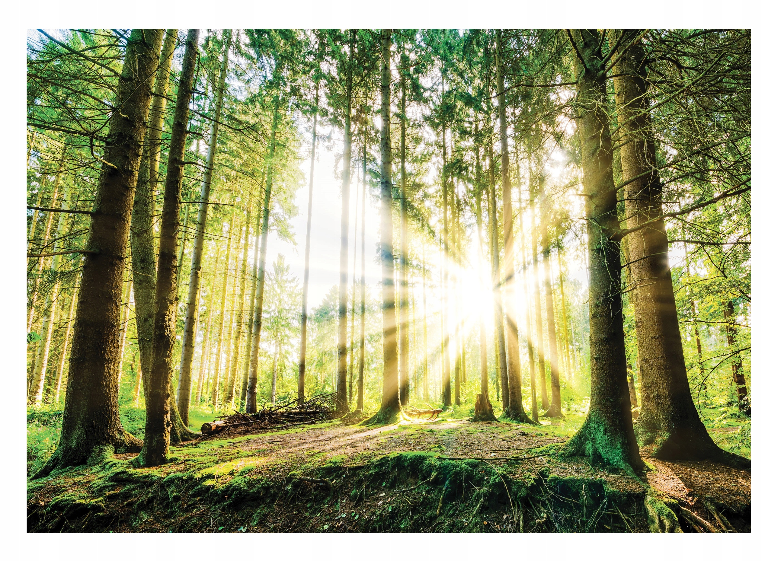 Fototapeta Zelený Slnečný Les 3D Stromy 312x219