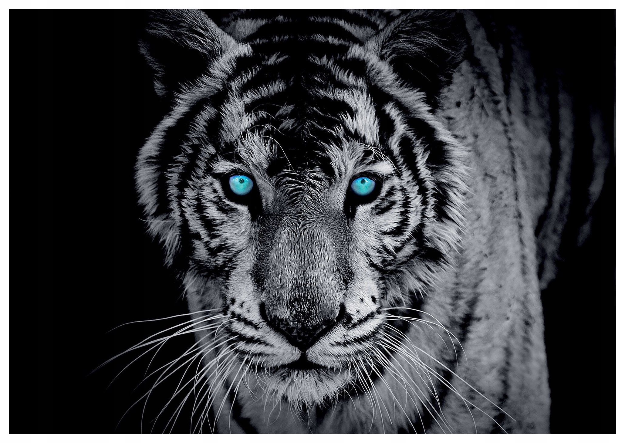 Fototapeta Bílý tygr pohled vinyl elegance kontrast 208x146 lepidlo