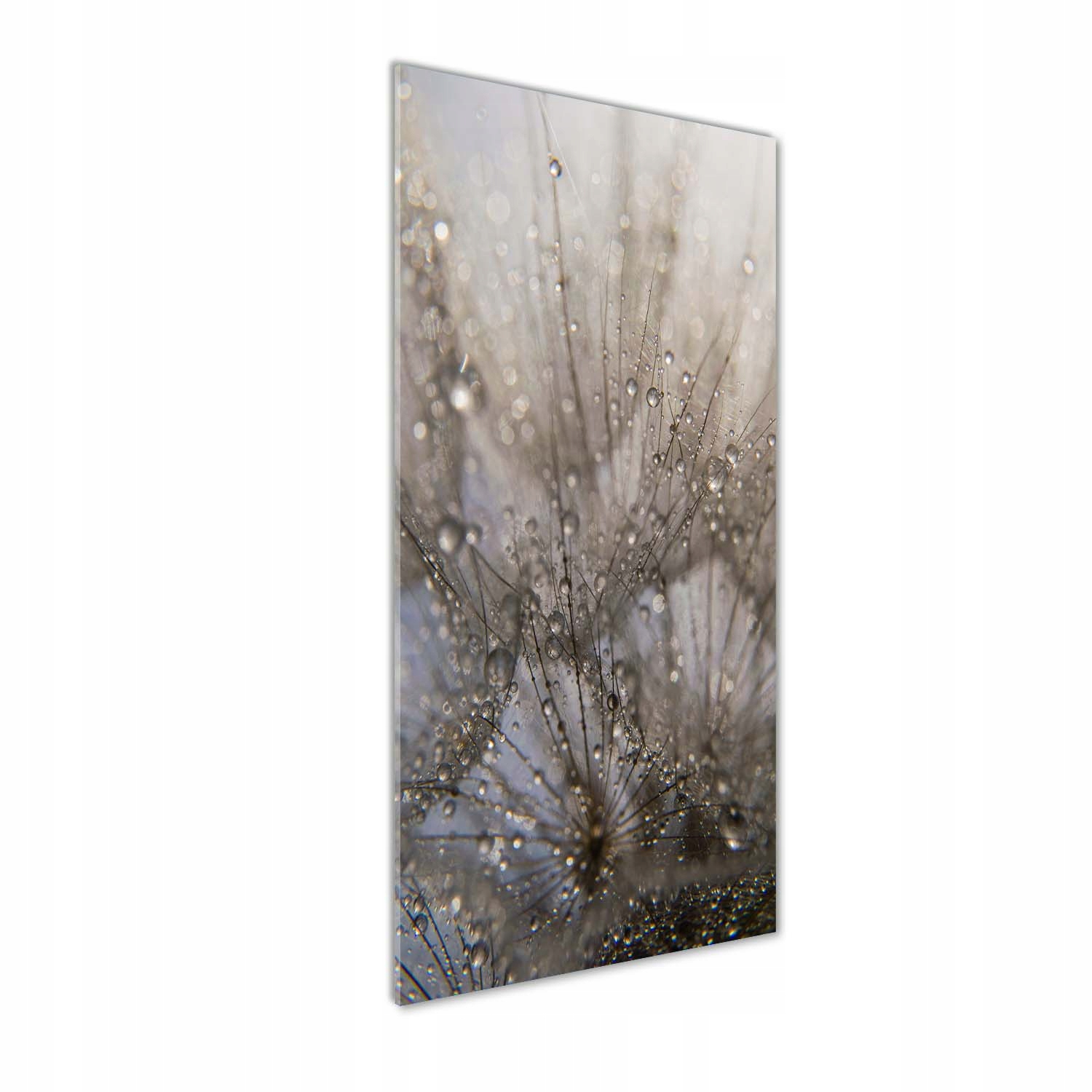 

Foto obraz akrylowy Nasiona dmuchawca 50x125 cm