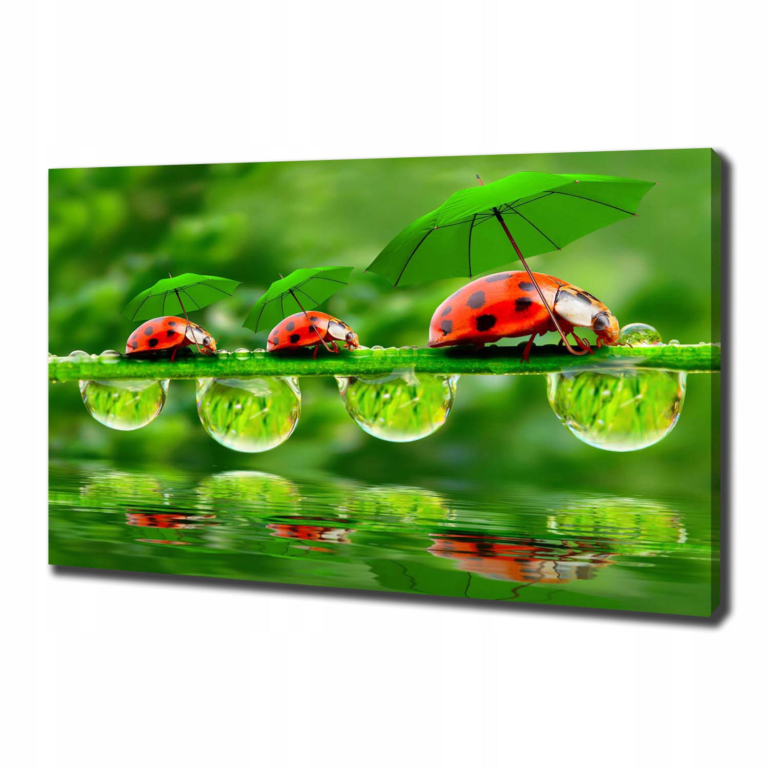 

Foto obraz na płótnie Biedronki parasole 100x70 cm