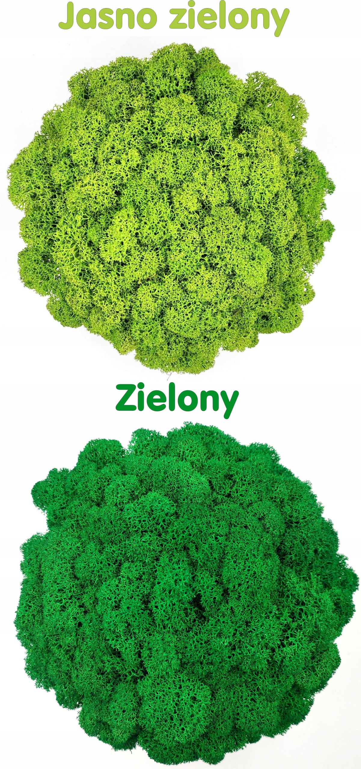 Doniczka z mchem chrobotkiem 21cm MECH CHROBOTEK w doniczce czarna druk 3d Rodzaj mech chrobotek