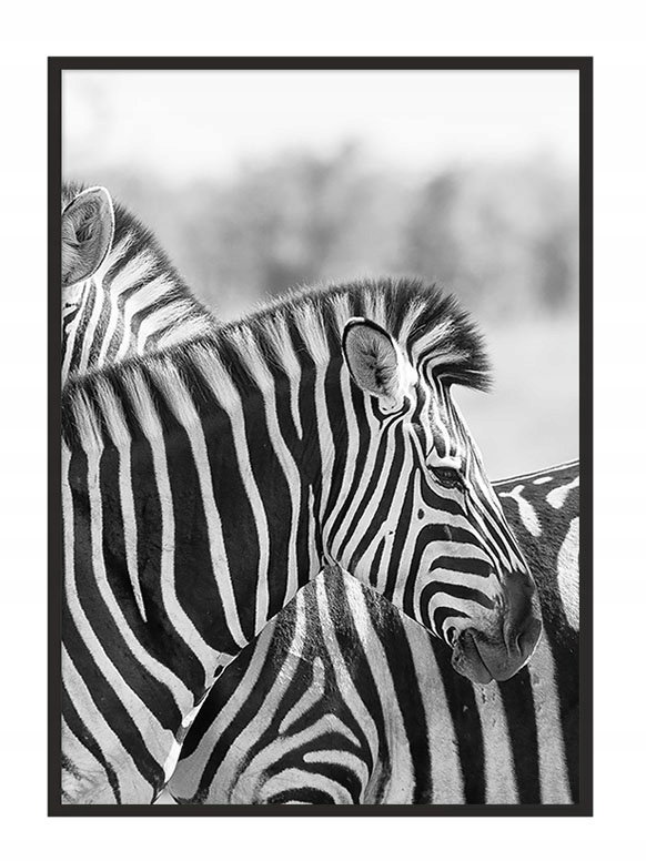 

Obraz Plakat W Ramie 53x73 cm Zebra P947