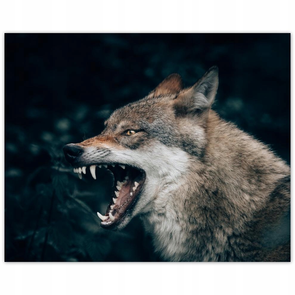 

Plakat 50x40 Wilk Wilki Wolf