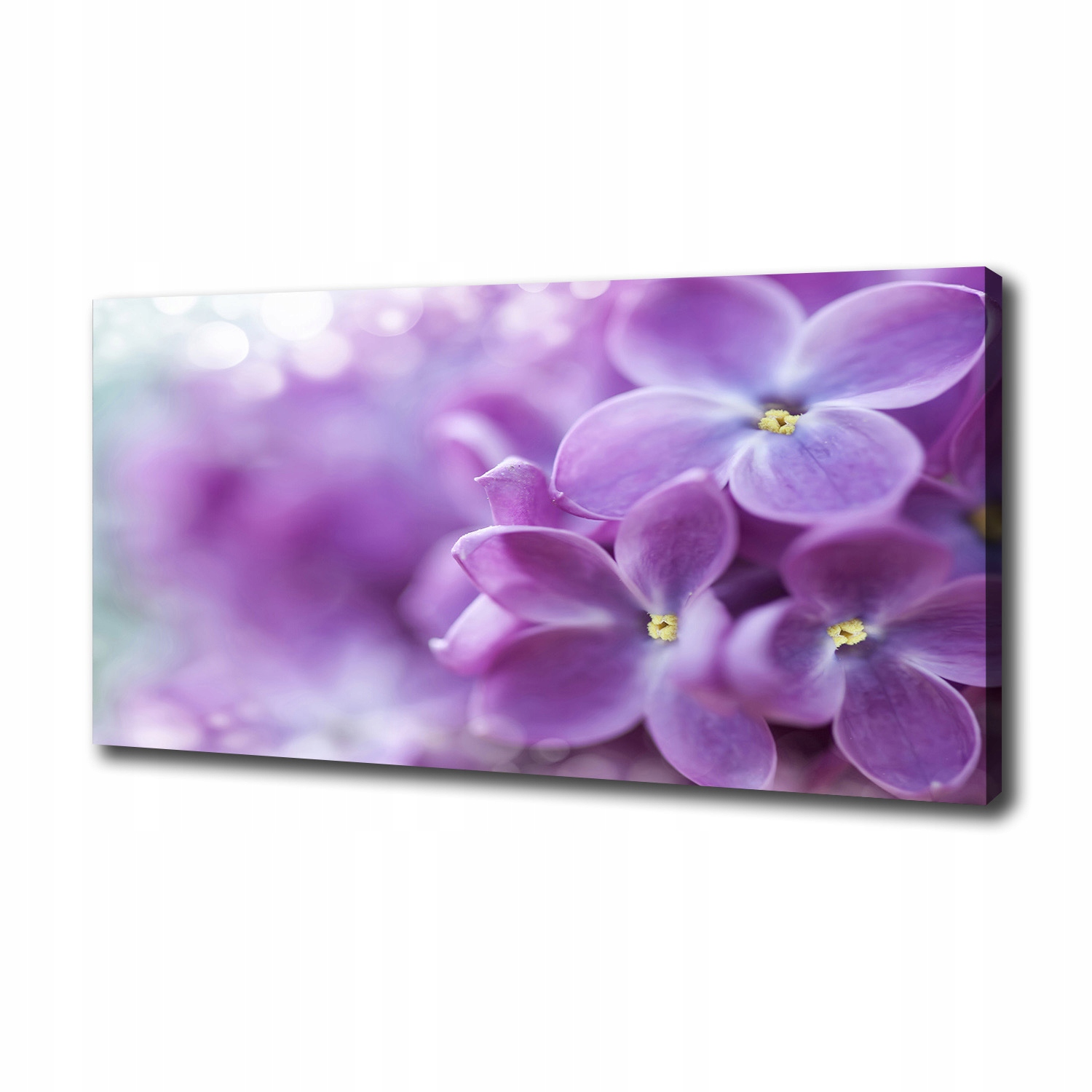 

Foto obraz canvas na ścianę Kwiaty bzu 100x50 cm
