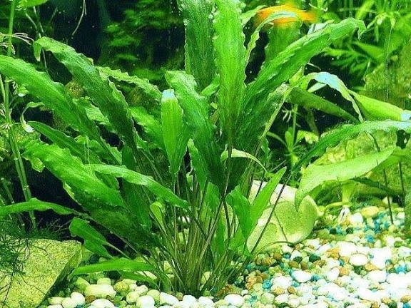 CRYPTOCORYNA roślina akwariowa mlode sadzonki