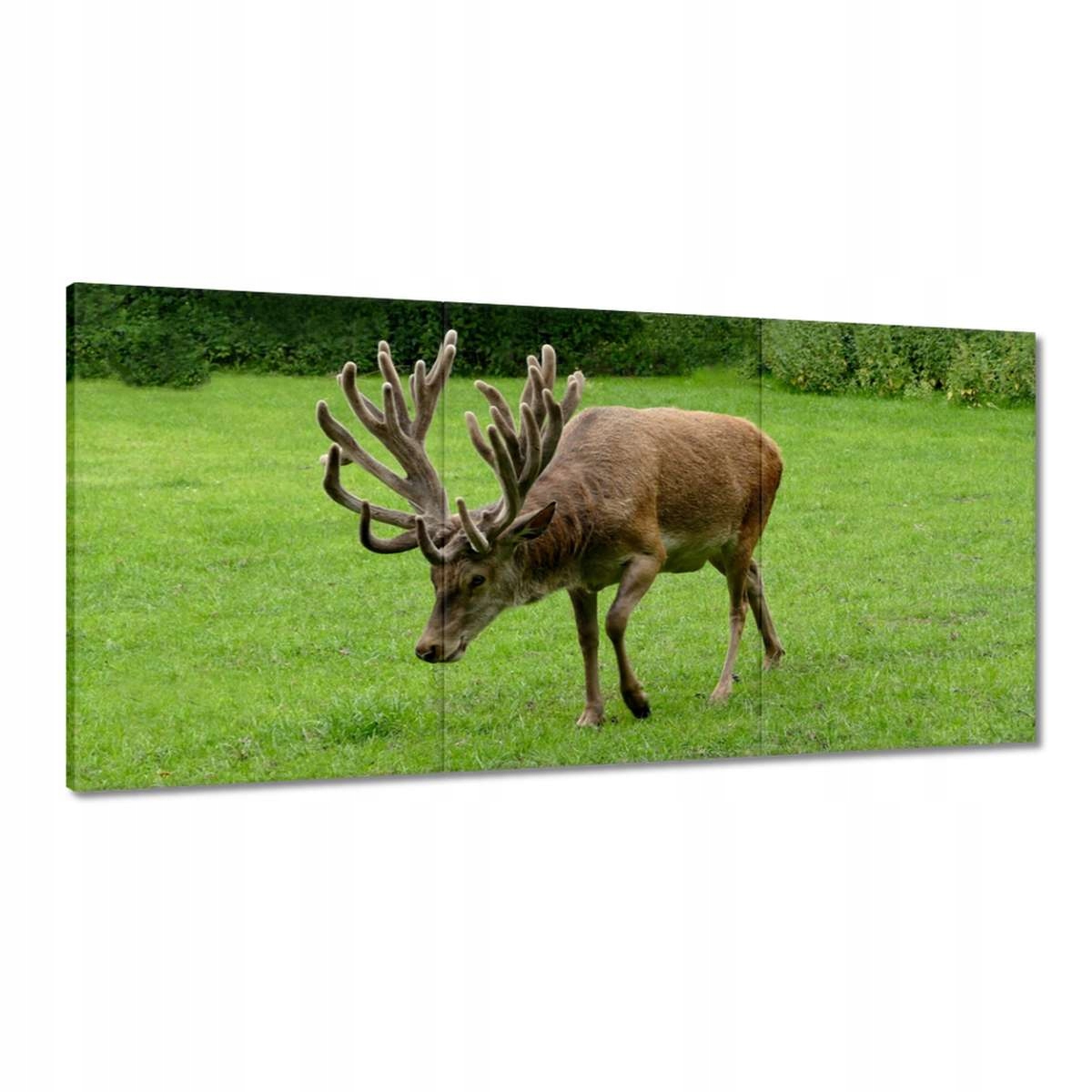 Obrazy 180x90 Jeleň Rogač
