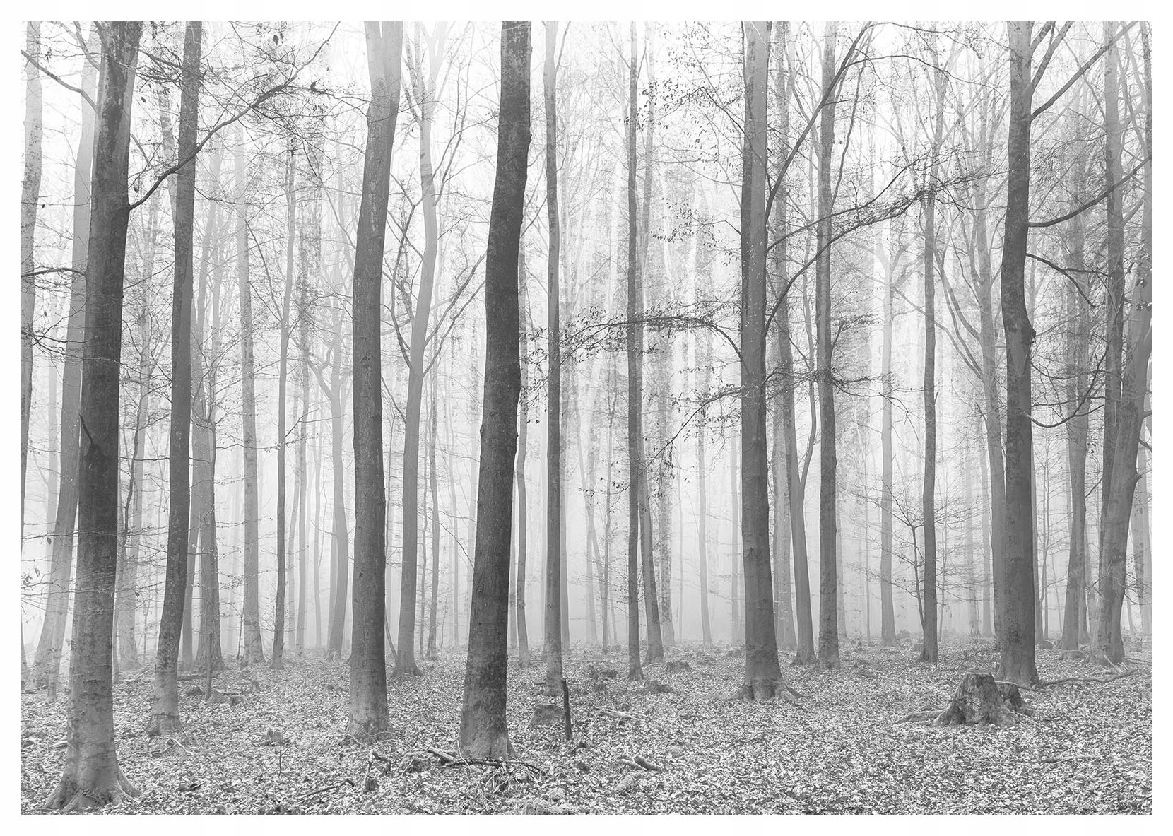 Vliesová fototapeta Šedý les v hmle stromu bez listov 416x254 lepidlo