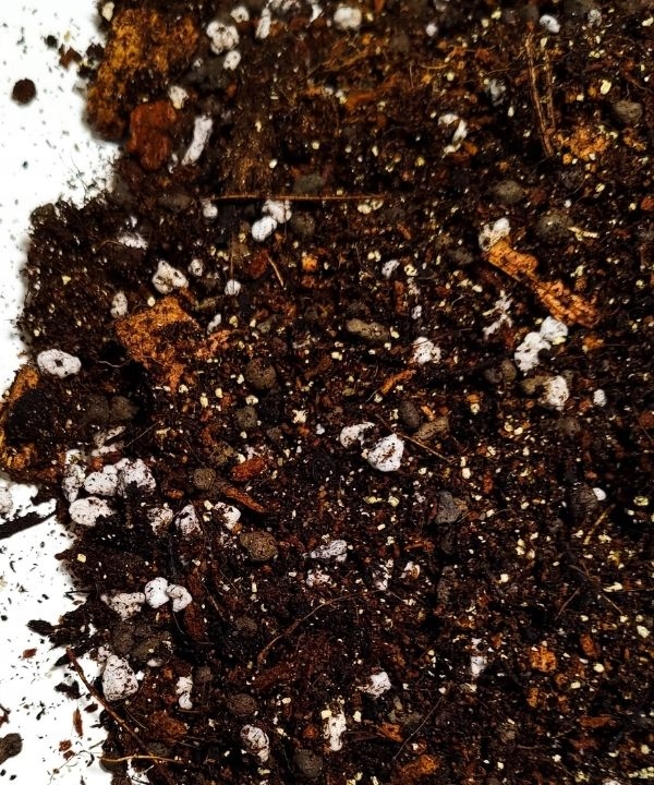 Podłoże do Aglaonemy