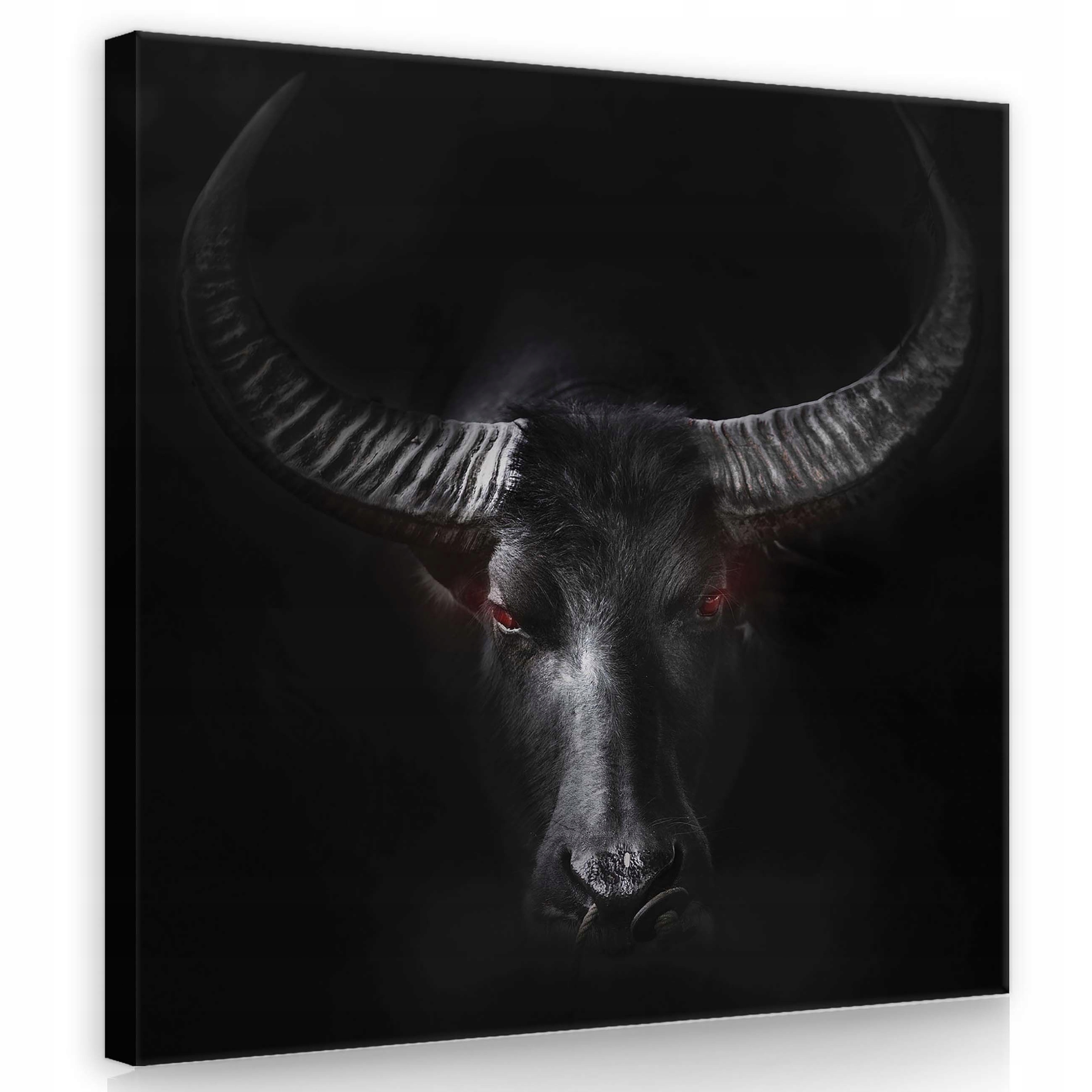 Obraz 80x80 Buvol asijský portrét přiblížení červené oči síla divočina