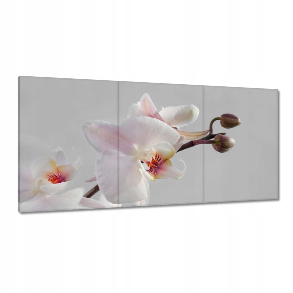 Obrazy 180x90 Orchidea na ceruzkovom pozadí