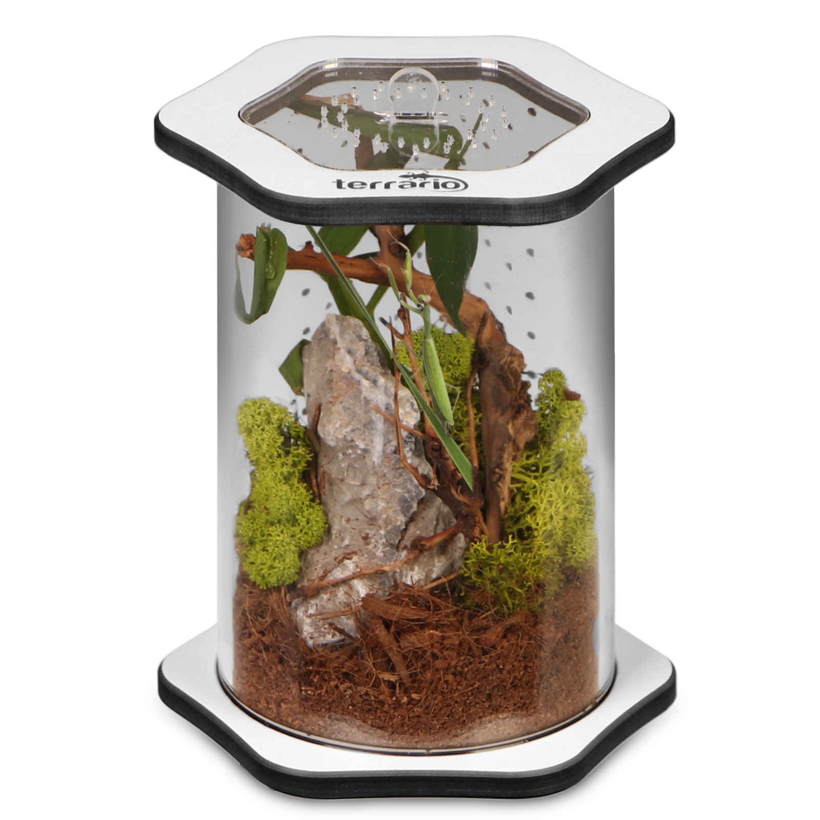 

Terrarium Akrylowe Dla Pająków, Modliszek I Owadów
