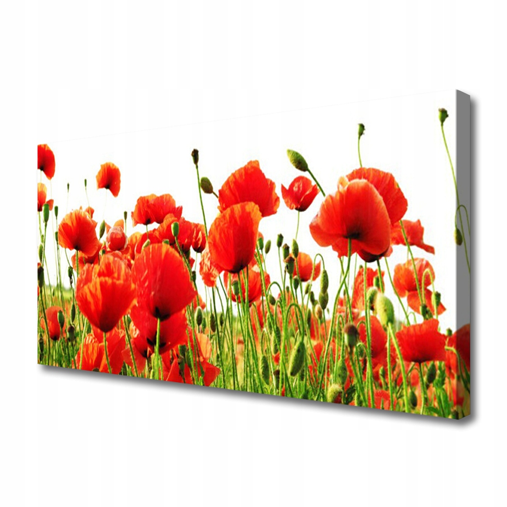 obraz na plátně Maki Rostlina Natura Canvas 100x50
