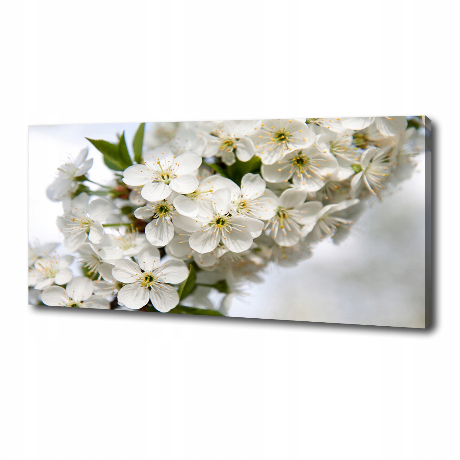 

Foto obraz duży na płótnie Kwiaty wiśni 125x50 cm