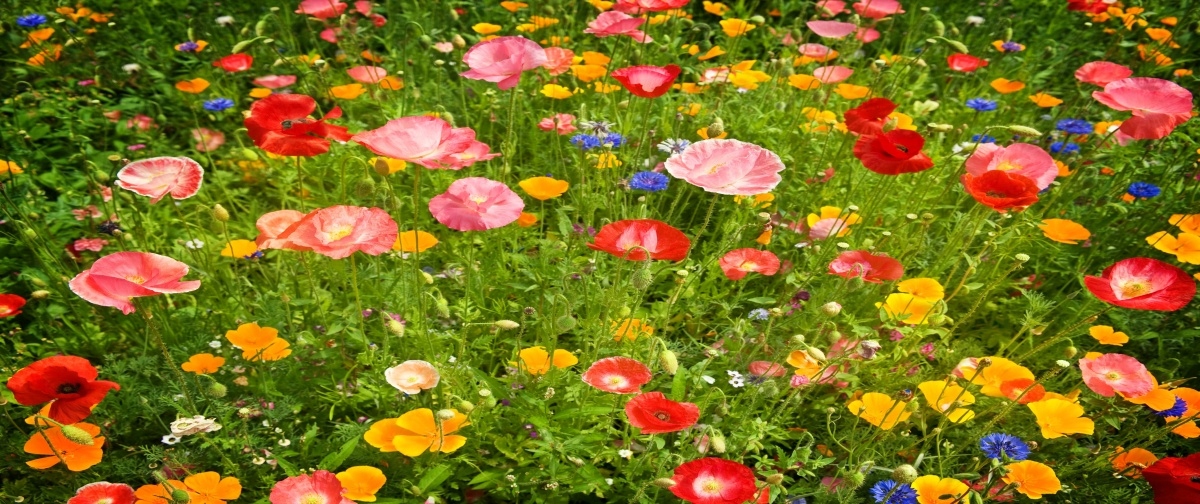 

Tapeta flizelinowa Kwiaty Łąka - 250x104