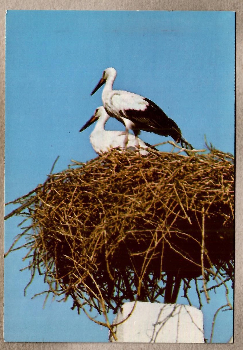 Holandia. #, ptaki, bociany