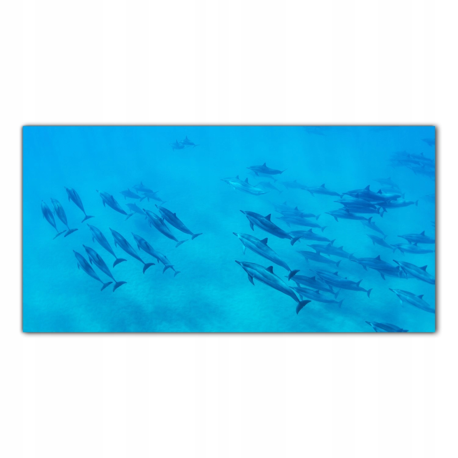 

Obraz na szkle Foto Delfiny Ocean Zwierzęta 100x50