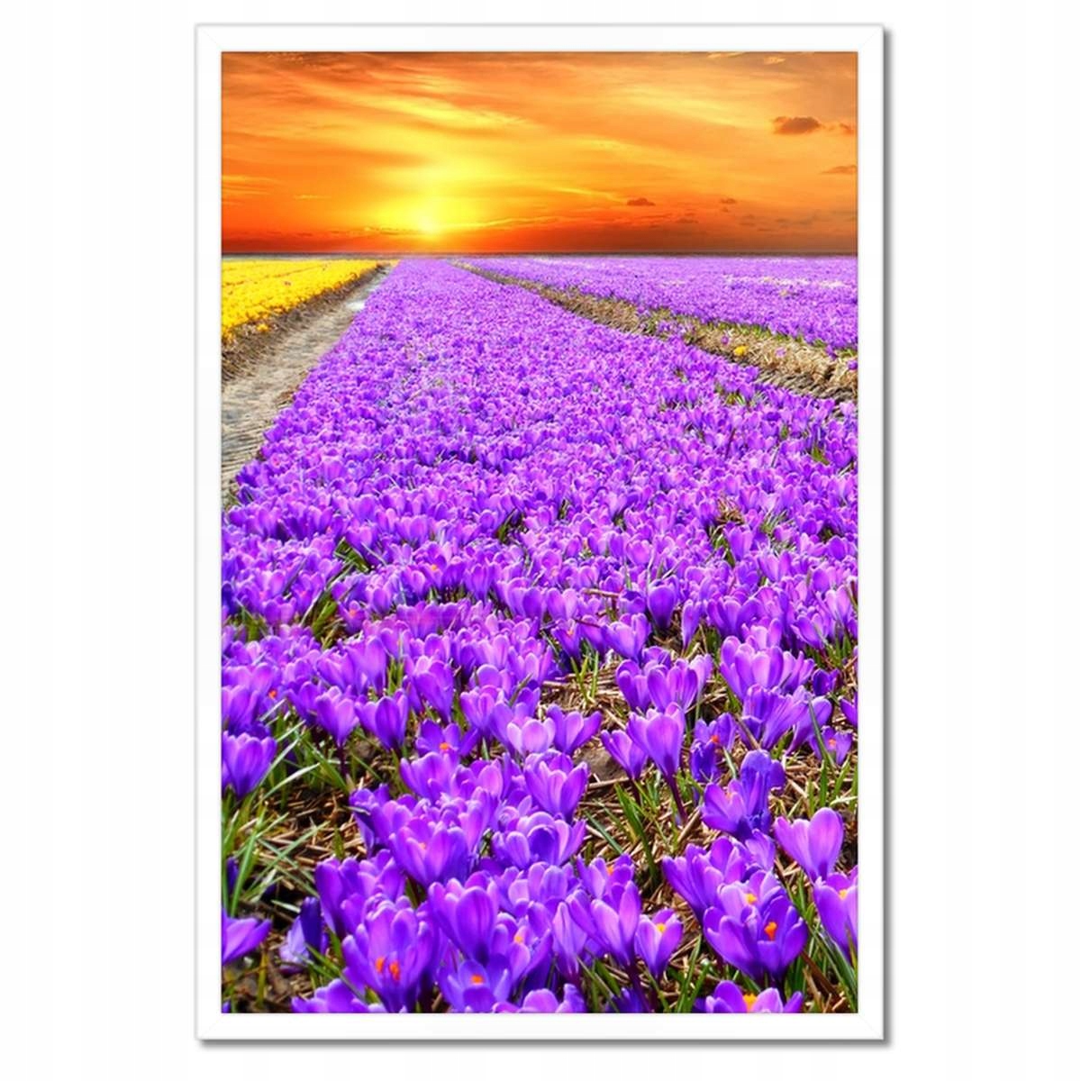 Plakáty v rámu 40x60 Moře krokusů