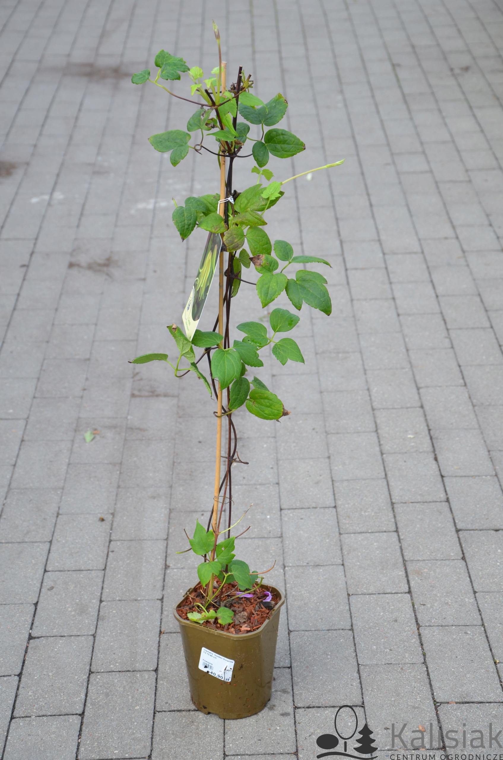 Clematis 'Golden Surprise' Powojnik 70-90 cm 2L