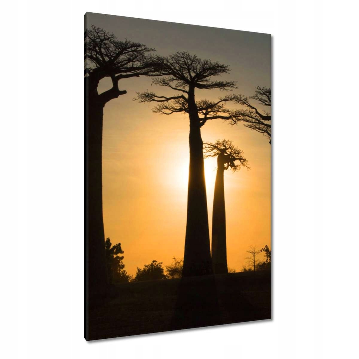 Obrazy 80x120 Baobaby z Madagaskaru