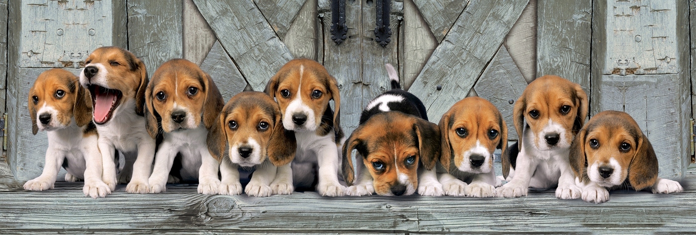 

Puzzle 1000 el. Panorama Beagles Pieski Psy