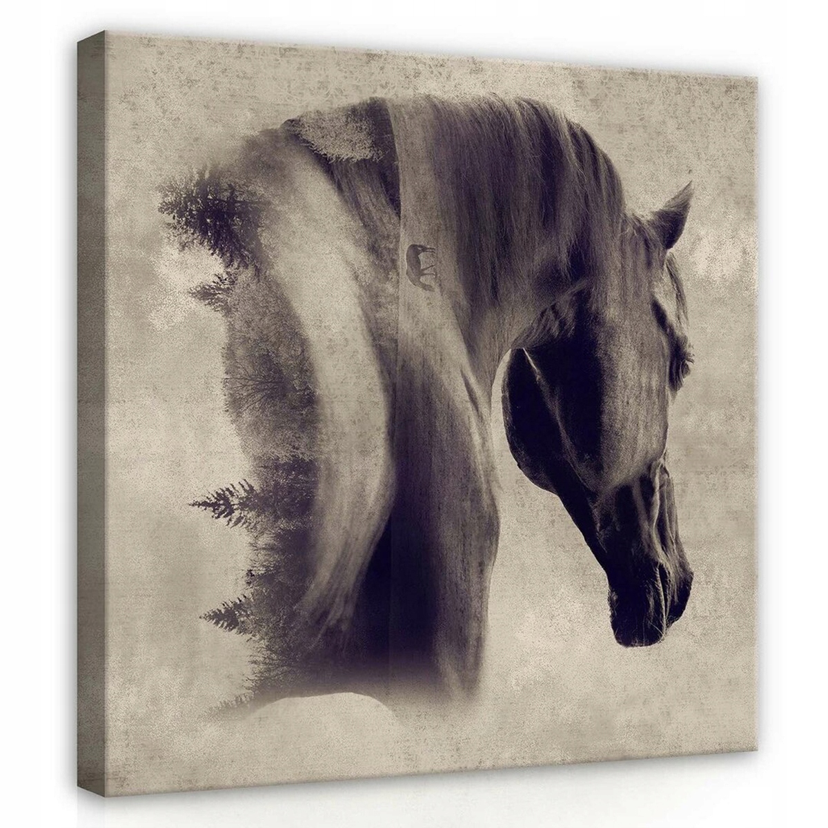 Obraz Na Plátně Canvas 80x80 Kůň Portrét Vintage
