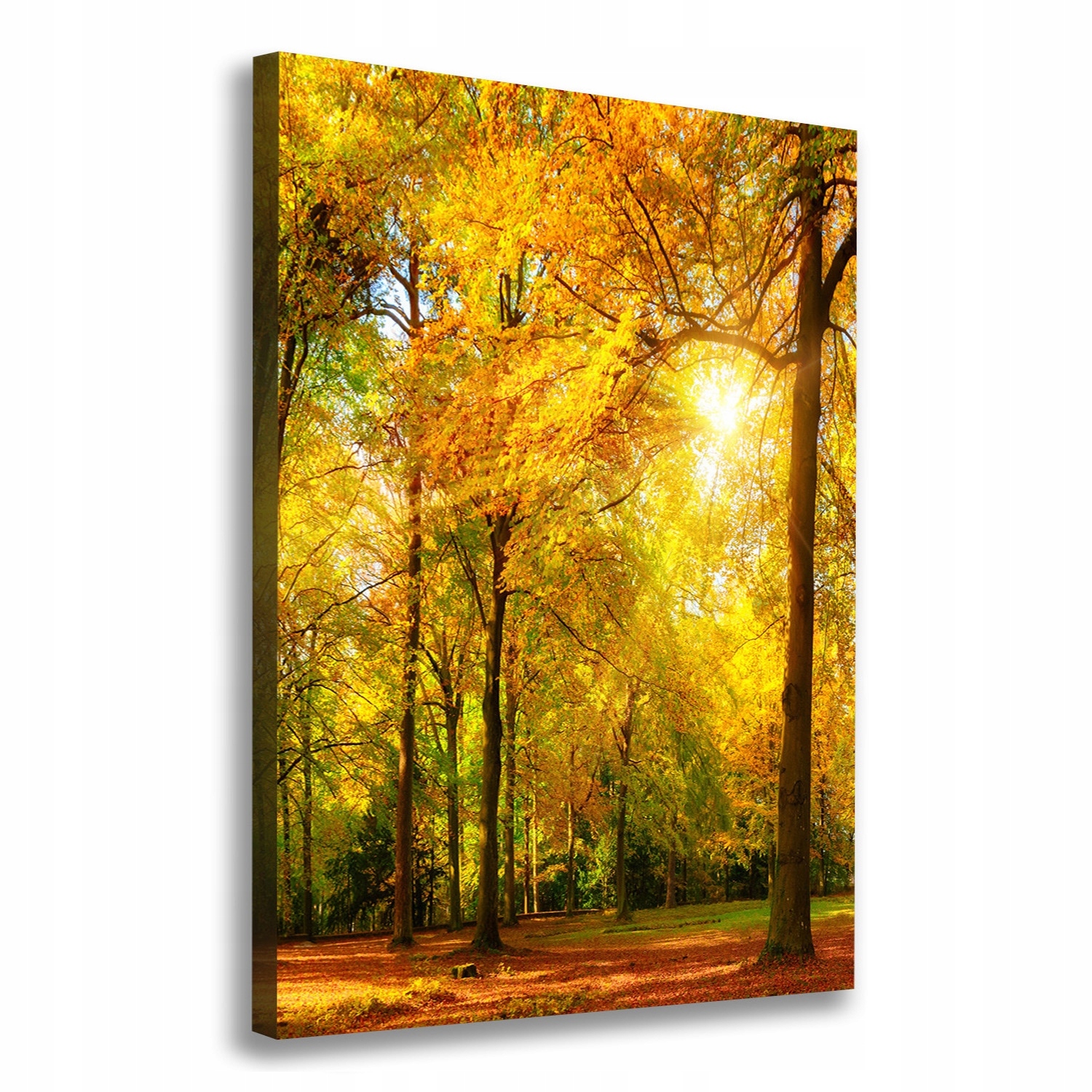 

Foto obraz canvas do salonu Las jesienią 70x100