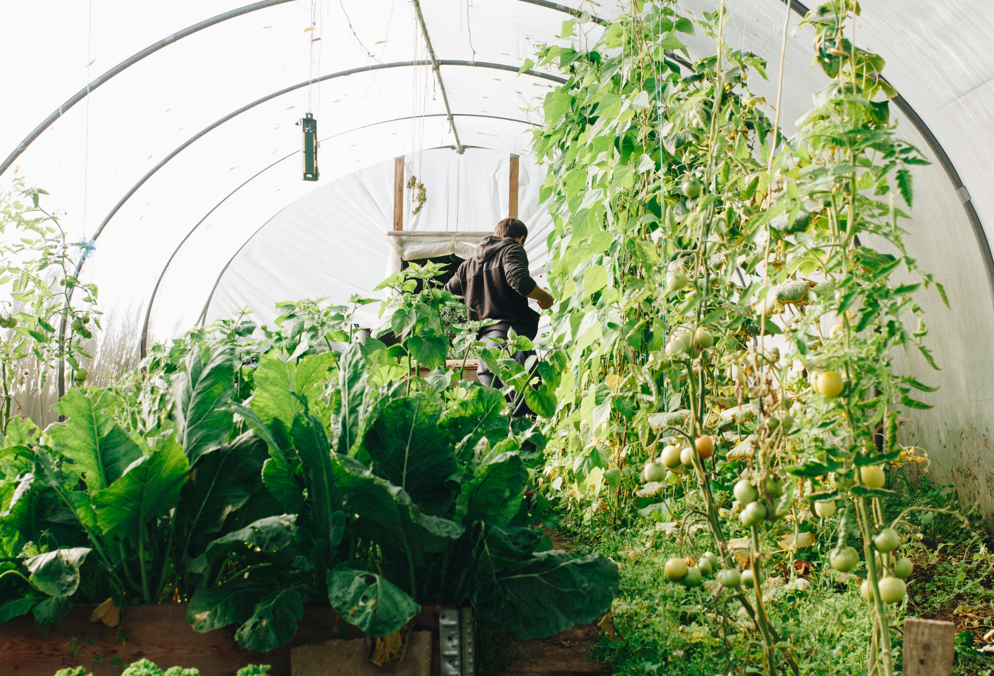 FOLIA OGRODOWA UV TUNELOWA OGRODNICZA MOCNA 6x11m Wysokość produktu 1 cm