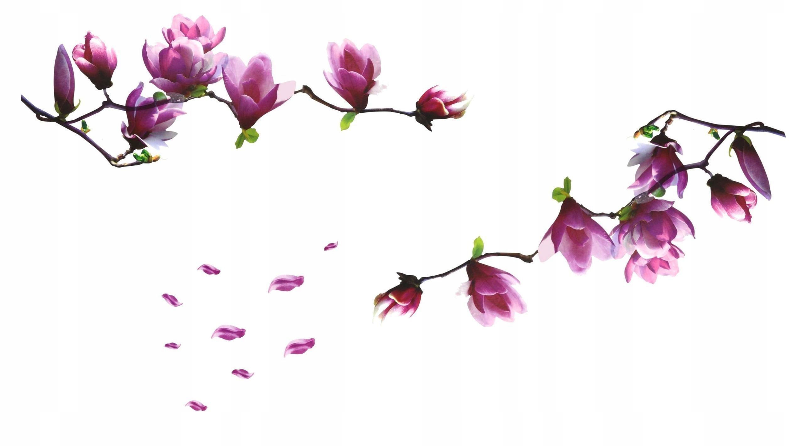 Наклейки на стену настенные Магнолия Орхидея XXL