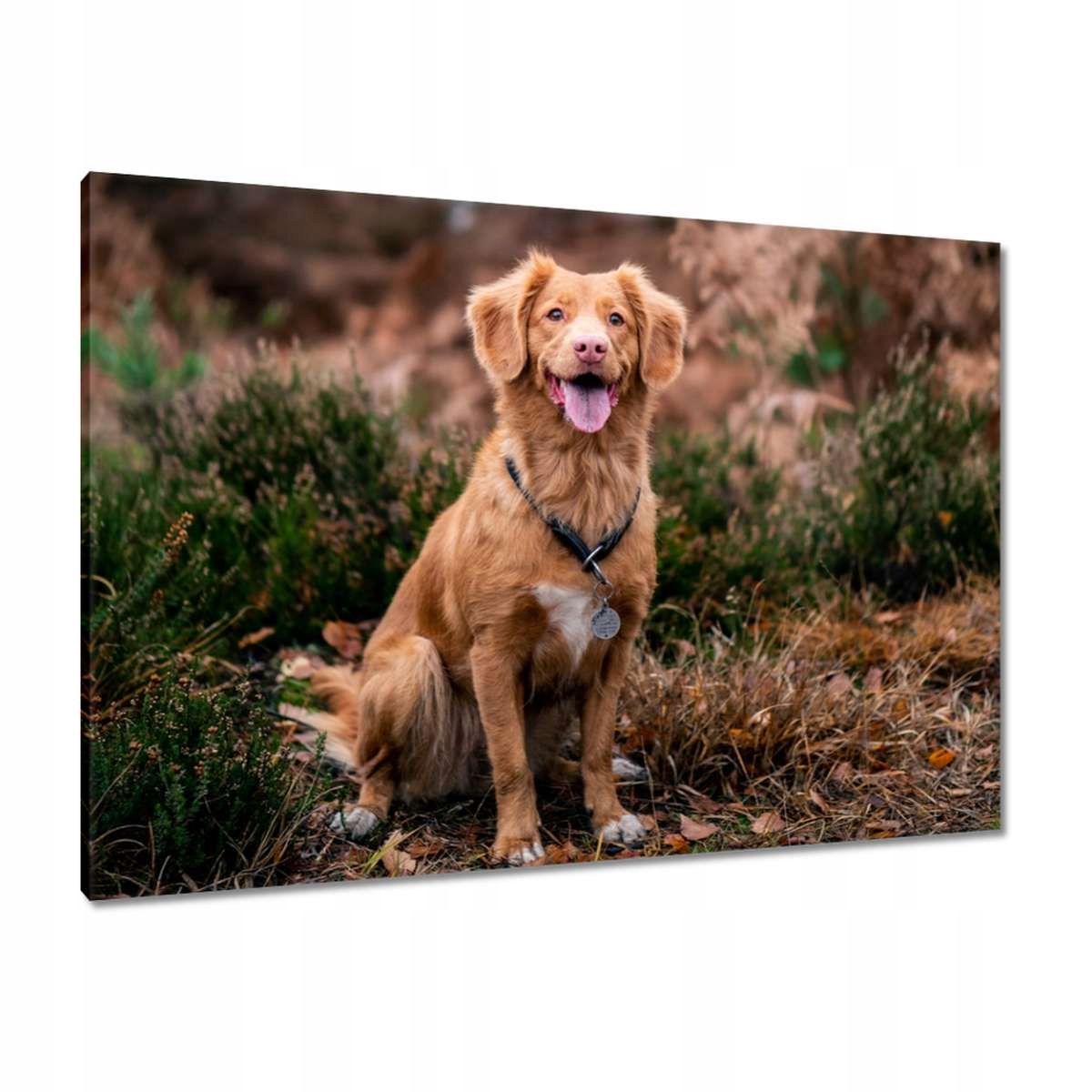 Obrazy 100x70 Pes Pejsek Pejsci