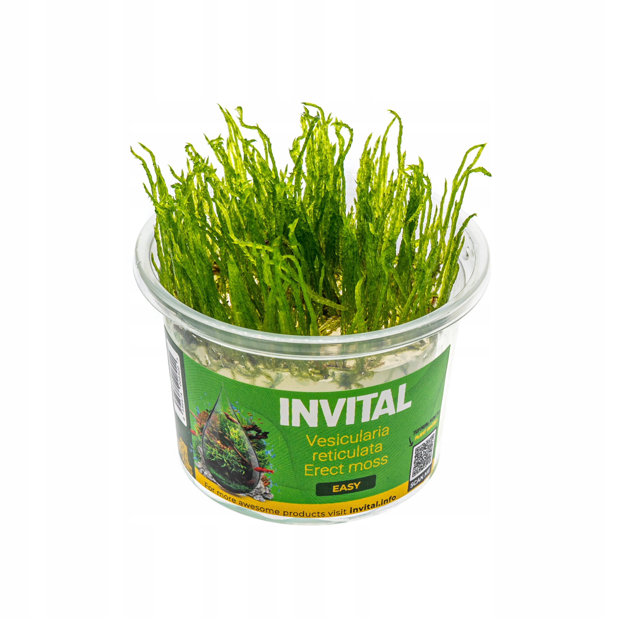 INVITAL V. Reticulata 