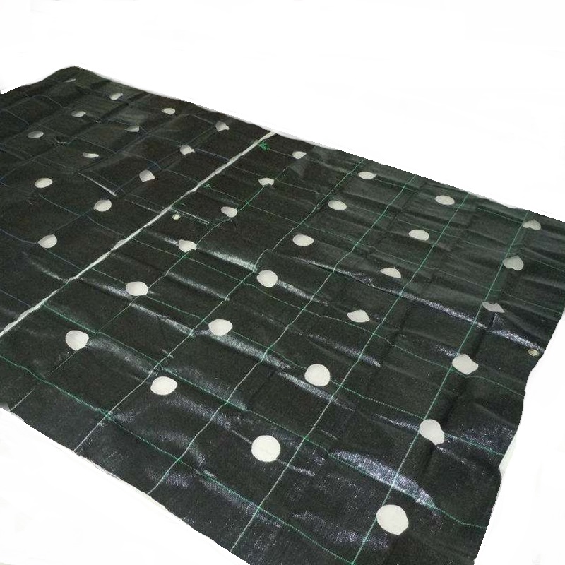 Agrotkanina na chwasty z Otworami 160 cm szerokość