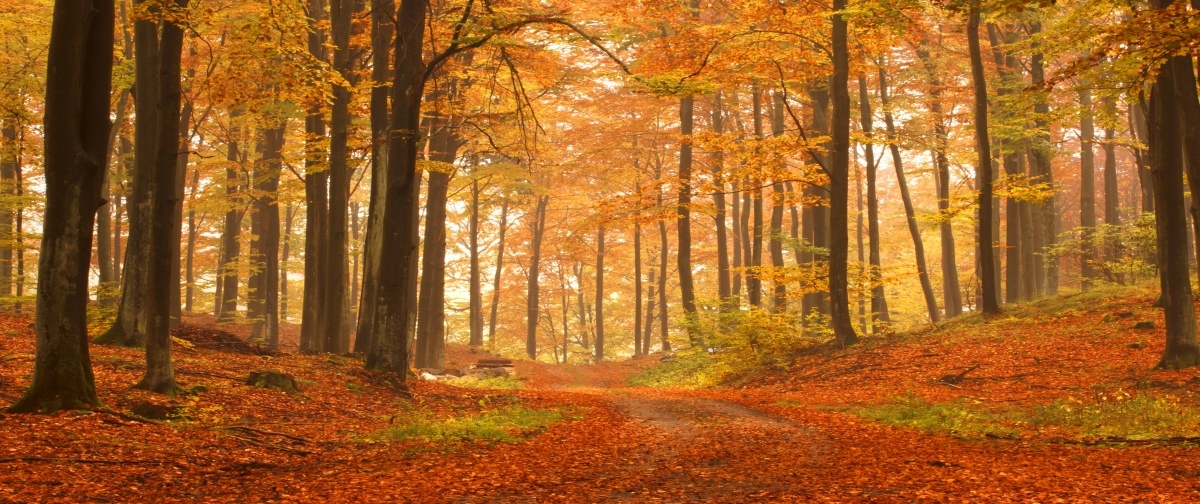 

Fototapeta Flizelinowa Las jesienią 250x104